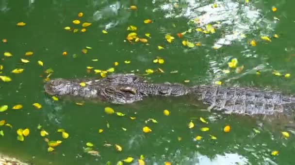Krokodil a zöld mocsaras vízben úszik. Sáros, mocsaras folyó. Thaiföld. Asia — Stock videók