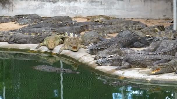 Krokodilok hazugság közelében a víz zöld színű. Sáros, mocsaras folyó. Thaiföld. Asia — Stock videók