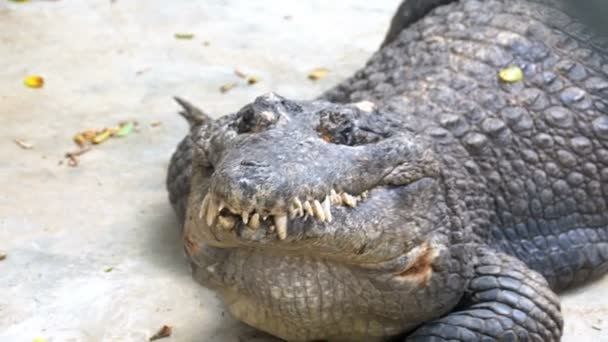 Krokodil egy nyitott szájjal az állatkertben a földön fekszik. Thaiföld. Asia. — Stock videók