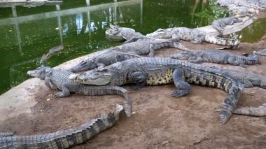 Timsahlar su yeşil renk yalan. Çamurlu bataklık nehir. Tayland. Asya