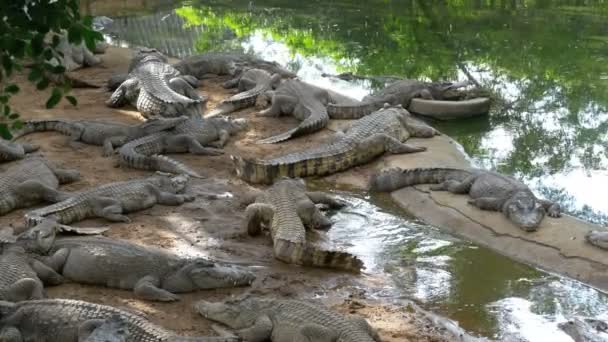 Muitos crocodilos jazem perto da água de cor verde. Muddy Swampy River. Tailândia. Ásia — Vídeo de Stock