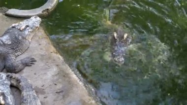 Timsahlar yalan yere Hayvanat Bahçesi yeşil bataklık nehre yakın beslenirler. Tayland. Asya