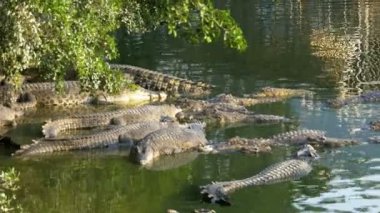 Vahşi birçok timsah sulak bir nehir kıyısında bir ağacın altında yalan. Tayland. Asya