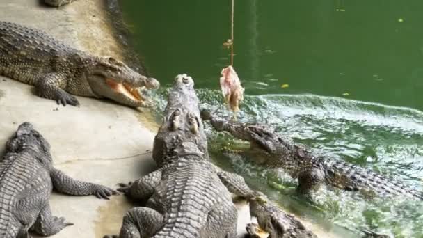 Кормление крокодилов, лежащих на земле возле реки Грин-Марши в зоопарке. Таиланд. Азия — стоковое видео
