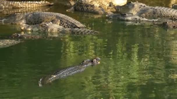 Muchos cocodrilos en la naturaleza yacen en un río pantanoso en la orilla bajo un árbol. Tailandia. Países Bajos — Vídeos de Stock