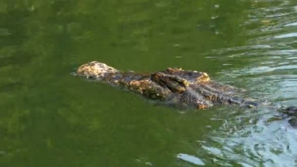 Κροκόδειλος που κολυμπάει στο πράσινο νερό ελώδης. Λασπωμένο ελώδης ποταμός. Ταϊλάνδη. Ασία — Αρχείο Βίντεο
