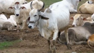 Asya'nın kirli bir mera üzerinde otlatma Tay inek sürüsü. Açık inek çiftliği alan. Tayland. Ağır çekim