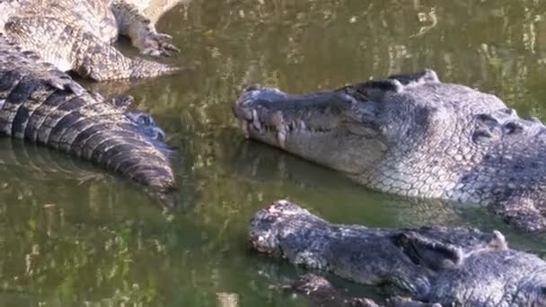 Многие крокодилы в дикой лжи в болотистой реке на берегу под деревом. Таиланд. Азия — стоковое видео