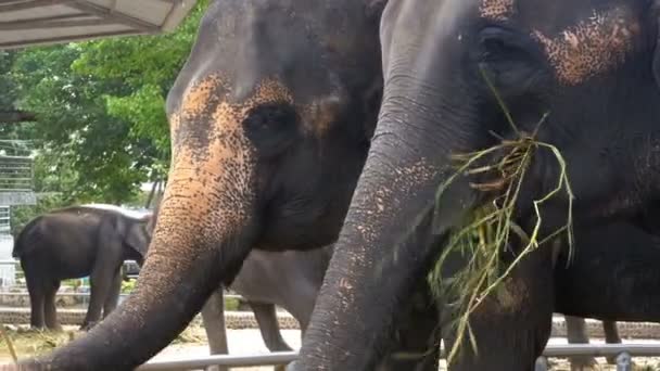 Elefantes en el zoológico con un carro en la espalda están comiendo. Tailandia. Países Bajos . — Vídeo de stock