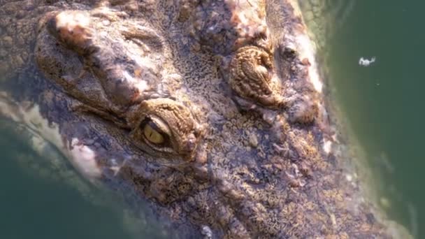 Cabeza de cocodrilo nada en el agua verde pantanosa. Río Muddy Swampy. Tailandia. Países Bajos — Vídeo de stock