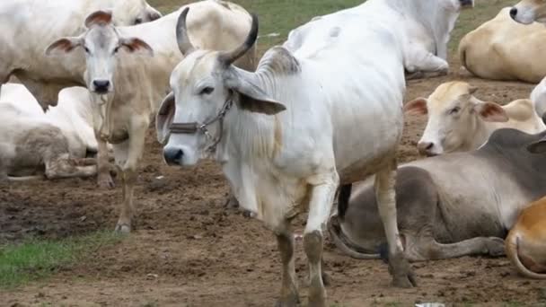 Stado tajski krowy pasące się na pastwiskach brudne, w Azji. Otwórz krowa gospodarstwa pola. Tajlandia. Zwolnionym tempie — Wideo stockowe