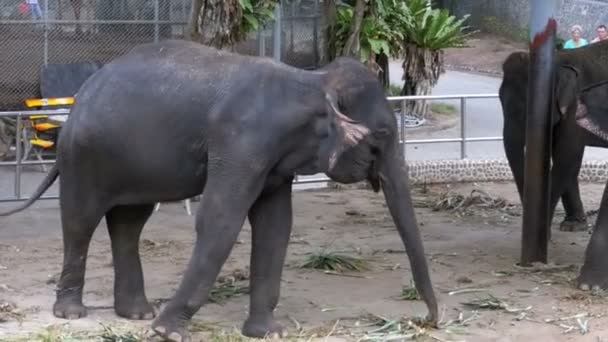 Слоны в зоопарке с цепями на ногах. Медленное движение. Таиланд. Азия — стоковое видео