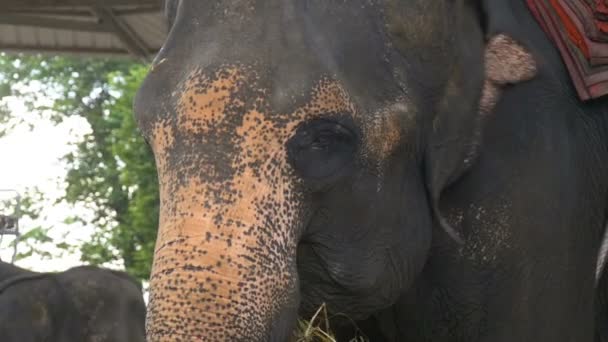 Muso di un primo piano di elefante mentre mangia. Al rallentatore. Texture della pelle, occhi e orecchie. Tailandia — Video Stock