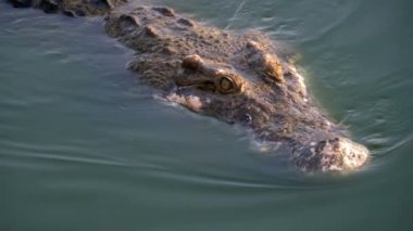 Timsah başkanı yeşil bataklık suda yüzüyor. Çamurlu bataklık nehir. Tayland. Asya