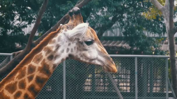 Zsiráf az állatkertben vezetője sétálhat a kamra. Lassú mozgás. Thaiföld. Pattaya.