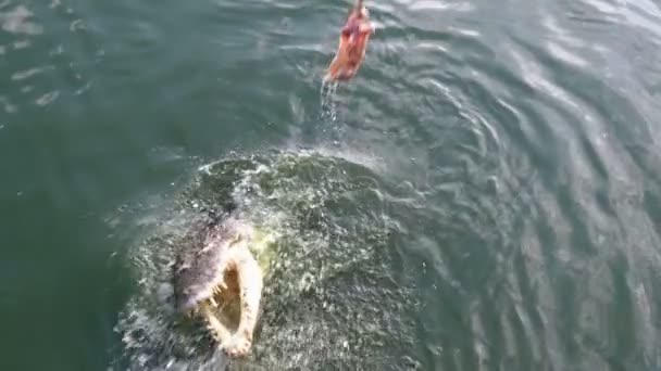 Alimentação de crocodilos Deitado no chão perto do rio Mársico Verde no zoológico. Tailândia. Ásia. Movimento lento — Vídeo de Stock