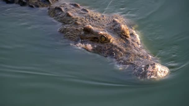 Krokodilkopf schwimmt im grünen sumpfigen Wasser. schlammiger, sumpfiger Fluss. Thailand. Asien — Stockvideo