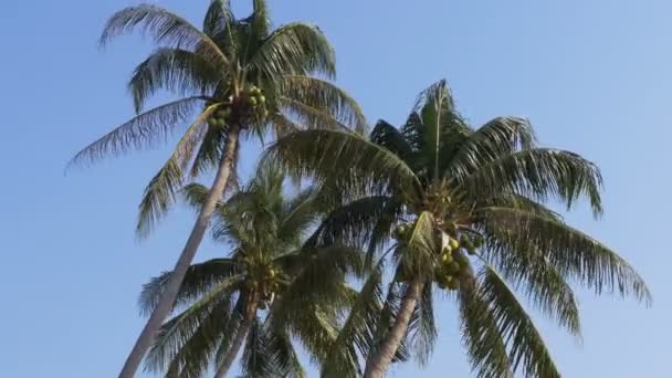 Palmboom met kokosnoten tegen de blauwe hemel. Grote groene kokosnoten. Thailand — Stockvideo