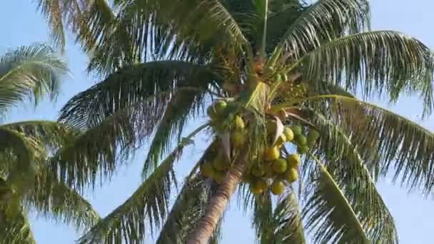 Palmträd med kokosnötter mot den blå himlen. Stora gröna kokosnötter. Thailand — Stockvideo
