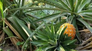 Ananas ekimi Tayland sezonu çiftlikte