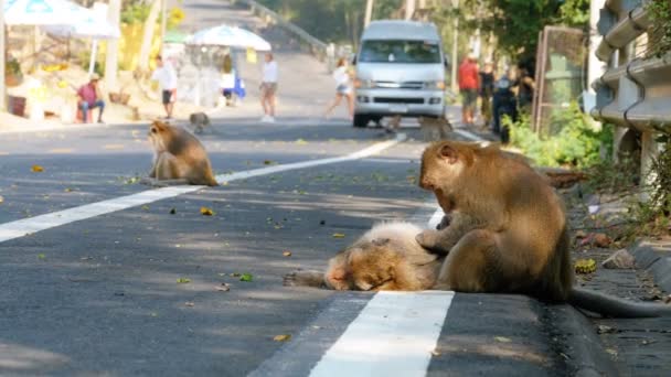 Macacos caminham ao longo da estrada da selva na Tailândia — Vídeo de Stock