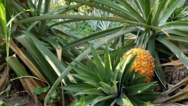 Pineapple Plantation on the Farm of Thailand in Season — Stock Video