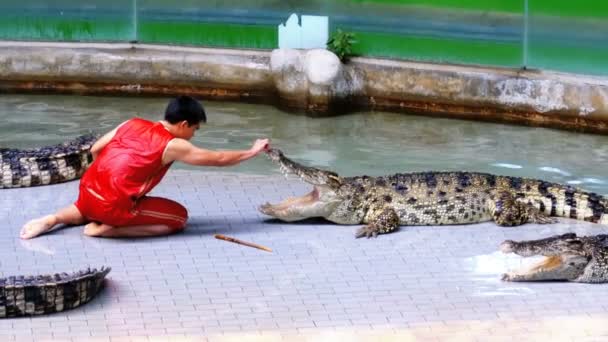 Κροκόδειλος δείχνουν. Εκπαιδευτή ζώων και κροκόδειλοι στην αρένα. Ταϊλάνδη. Ασία — Αρχείο Βίντεο