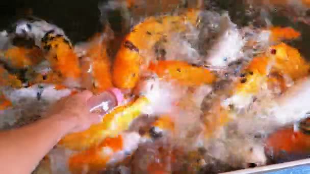 Alimentación de coloridas carpas rojas japonesas de un biberón con chupete. Tailandia — Vídeo de stock