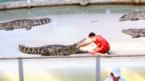 Krokodil show. A tréner helyezi a kezét a szája a krokodil. Thaiföld. Asia. — Stock videók