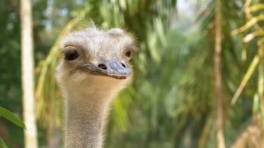 Devekuşu ormanda gülümseyen bir yüz. Tayland