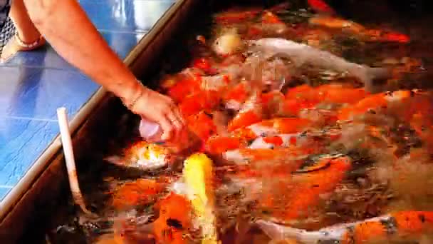 Alimentación de coloridas carpas rojas japonesas de un biberón con pezón. Tailandia — Vídeo de stock