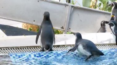 Penguenler, Khao Kheow kafeste Hayvanat Bahçesi açın. Tayland