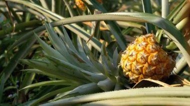 Ananas ekimi Tayland sezonu çiftlikte