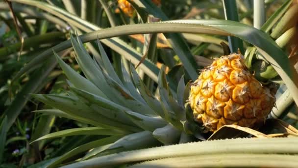 Pineapple Plantation på gården Thailand i säsong — Stockvideo