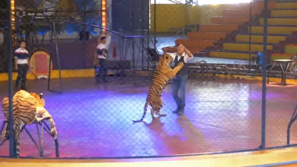 Pogromca tygrysa i Tygrysy w klatce w cyrkowych sztuczek wydajności. Tiger cyrku Arena. Tajlandia — Wideo stockowe