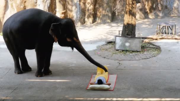 Prestaties van olifanten op de olifant show. Olifanten voeren verschillende trucs voor toeschouwers. — Stockvideo