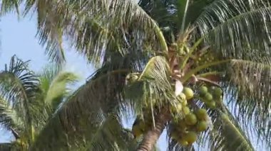 Hindistancevizi mavi gökyüzü ile palmiye ağacı. Büyük yeşil Hindistan cevizi. Tayland