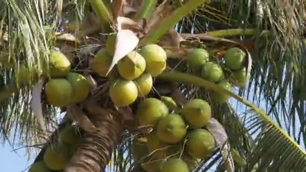 Palmboom met kokosnoten tegen de blauwe hemel. Grote groene kokosnoten. Thailand — Stockvideo