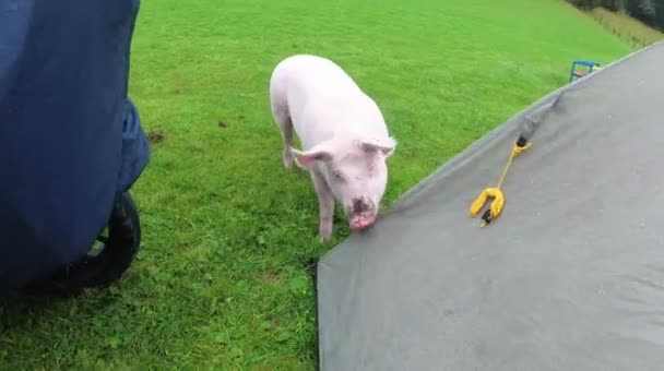 Großes rosafarbenes Schwein beißt Touristenzelt auf grüner Wiese in den Bergen — Stockvideo