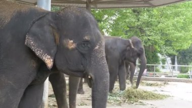 Filler kendi ayakları zincirli Bileklikler ile bir hayvanat bahçesi. Tayland. Asya