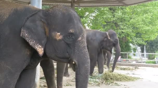 Éléphants dans un zoo avec des chaînes enchaînées à leurs pieds. Thaïlande. Asie 