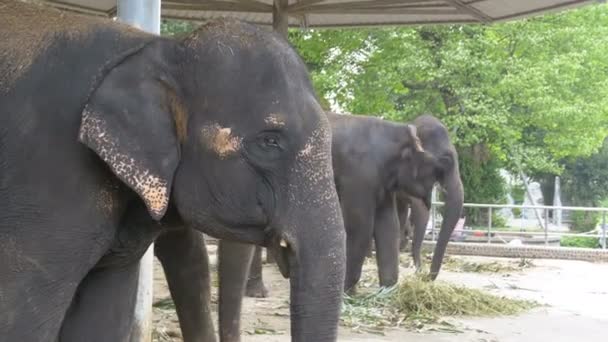 Elefanten in einem Zoo mit an den Füßen angeketteten Ketten. Thailand. Asien — Stockvideo