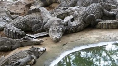 Birçok timsahlar su yeşil renk yalan. Çamurlu bataklık nehir. Tayland. Asya