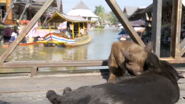 Två katter spelas med varje andra liggande på en träbrygga i den flytande marknaden i Pattaya. Thailand — Stockvideo