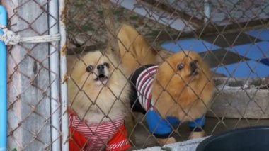 Üç safkan küçük köpek kabuk şiddetle çit sokakta bir kafeste kılavuzunun arkasında. Ağır çekim