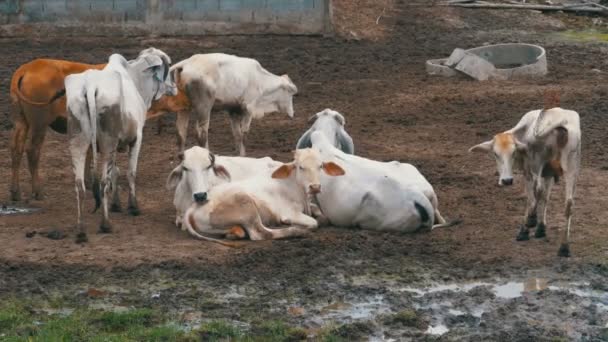 Herd of Thai Cows Grazing on a Dirty Pasture in Asia. Open cow farm field. Thailand. — Stock Video