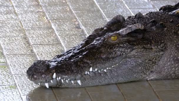 Крокодил лежит в бассейне зоопарка. Таиланд — стоковое видео