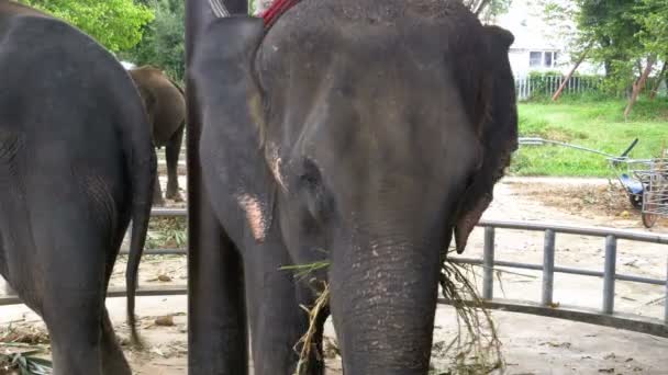 Elefantes en el zoológico con un carro en la espalda están comiendo. Tailandia. Países Bajos . — Vídeos de Stock