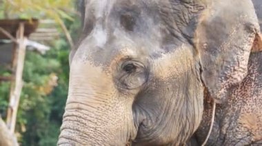 Onun kulakları ve gövde sallayarak fil taşır. Tayland, Pattaya