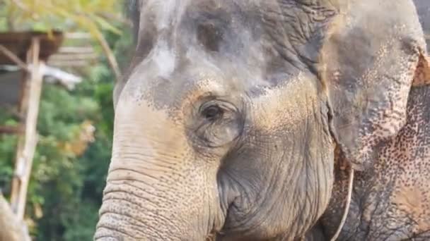 Elefanten viftar hans öron och bålen flyttas. Thailand, Pattaya — Stockvideo